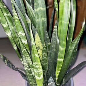 sansevieria