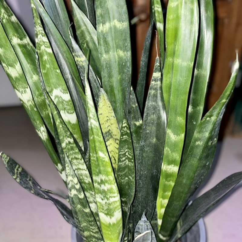 sansevieria