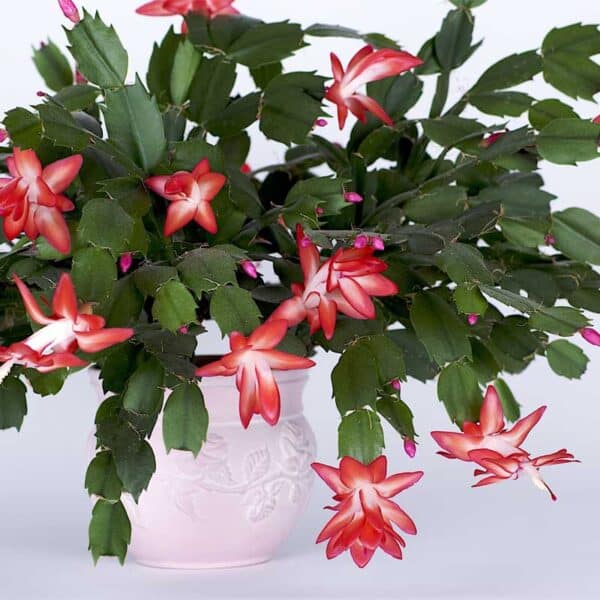 schlumbergera