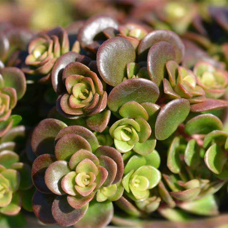 sedum-tetractinum