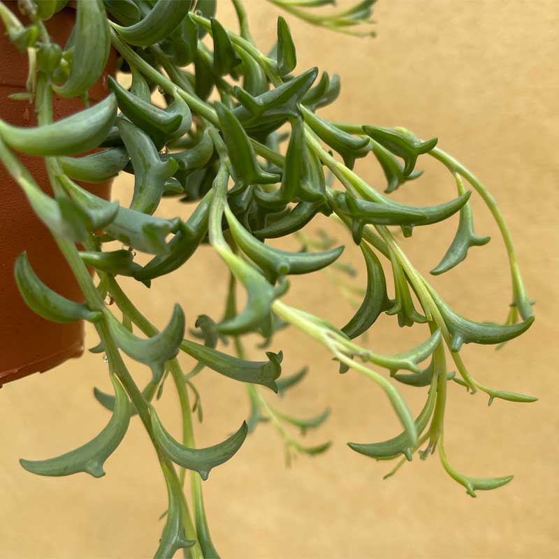 senecio-peregrinus