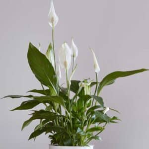 spathiphyllum