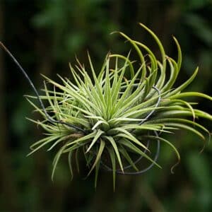 tillandsia