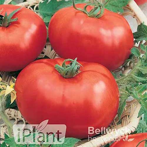 tomate-better-boy-seme-saveurs