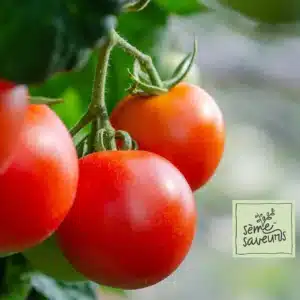 tomate-canabec-seme-saveurs