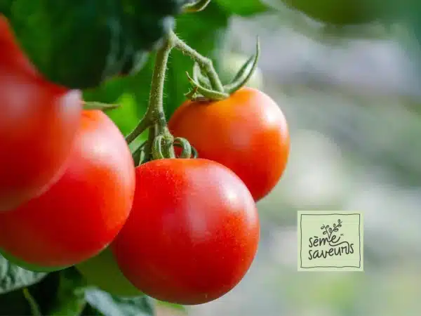 tomate-canabec-seme-saveurs