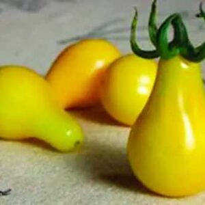 tomate-poire-jaune-wh-perron