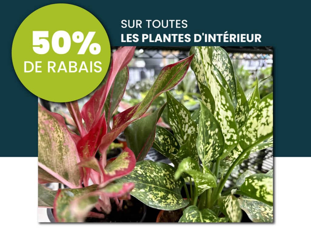 promotion-plante-interieur