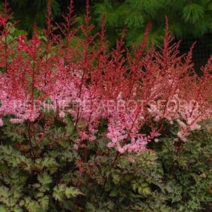 abbotsford-astilbe-delft-lace