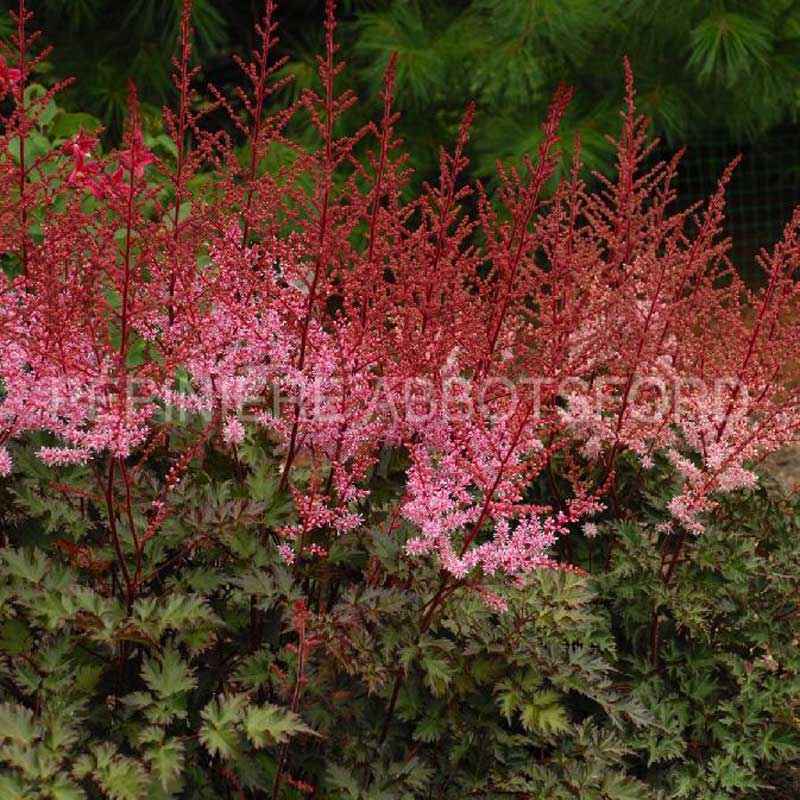 abbotsford-astilbe-delft-lace