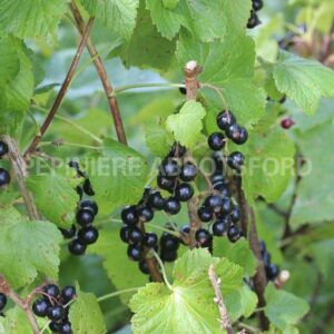 abbotsford-cassissier-ben-sarek