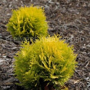 abbotsford-cedre-occidentalis-globulaire-annas-magic-ball