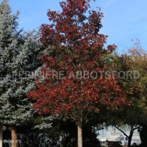 abbotsford-erable-crimson-sunset