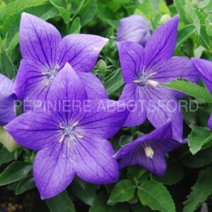 abbotsford-fleur-ballon-sentimental-blue