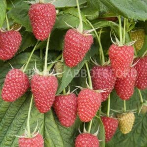 abbotsford-framboisier-polana