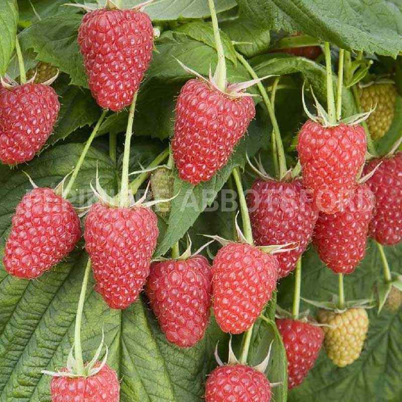 abbotsford-framboisier-polana