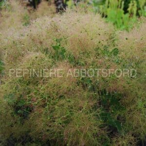 abbotsford-fustet-young-lady