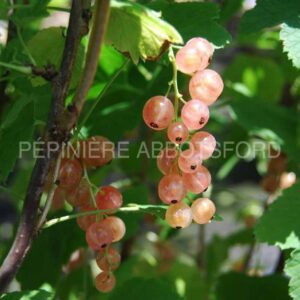 abbotsford-gadelier-pink-champagne