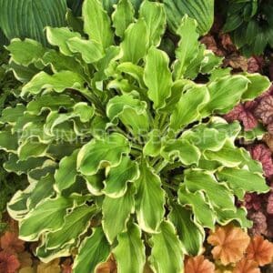 abbotsford-hosta-wheee