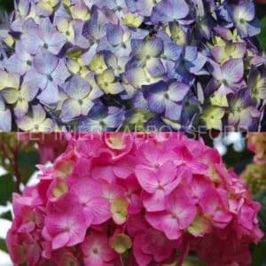 abbotsford-hydrangee-bloomstruck