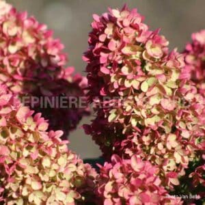 abbotsford-hydrangee-paniculee-dragon-baby