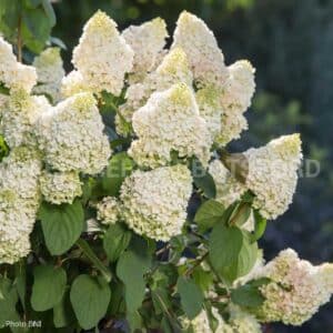 abbotsford-hydrangee-paniculee-little-hottie