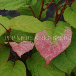 abbotsford-kiwi-grimpant-arctic-beauty