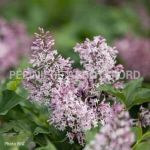 abbotsford-lilas-nain-little-lady