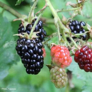 abbotsford-murier-hardy-black