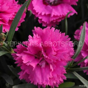 abbotsford-oeillet-orchid