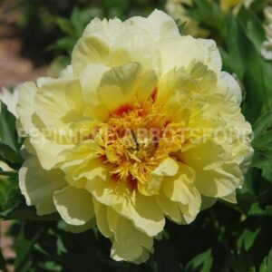 abbotsford-pivoine-bartzella