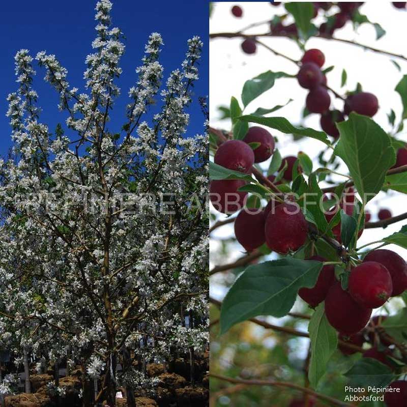 abbotsford-pommetier-dolgo