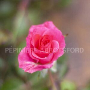 abbotsford-rosier-aurore-boreale