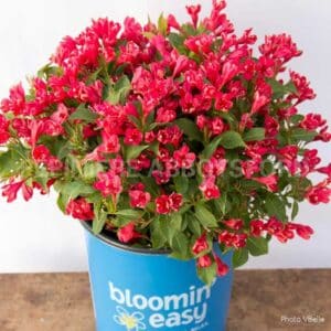 abbotsford-weigela-crimson-kisses