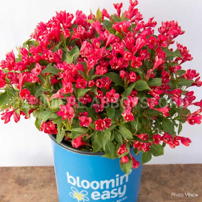 abbotsford-weigela-crimson-kisses