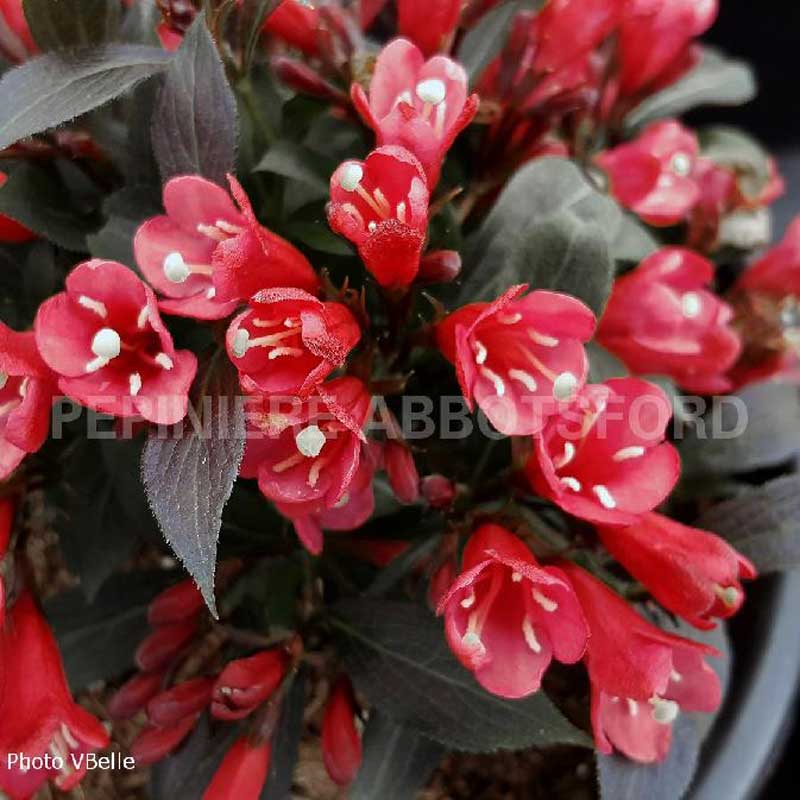 abbotsford-weigela-electric-love