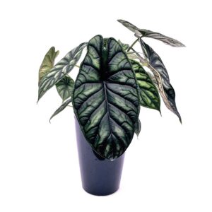 alocasia-baginda-dragon-scale