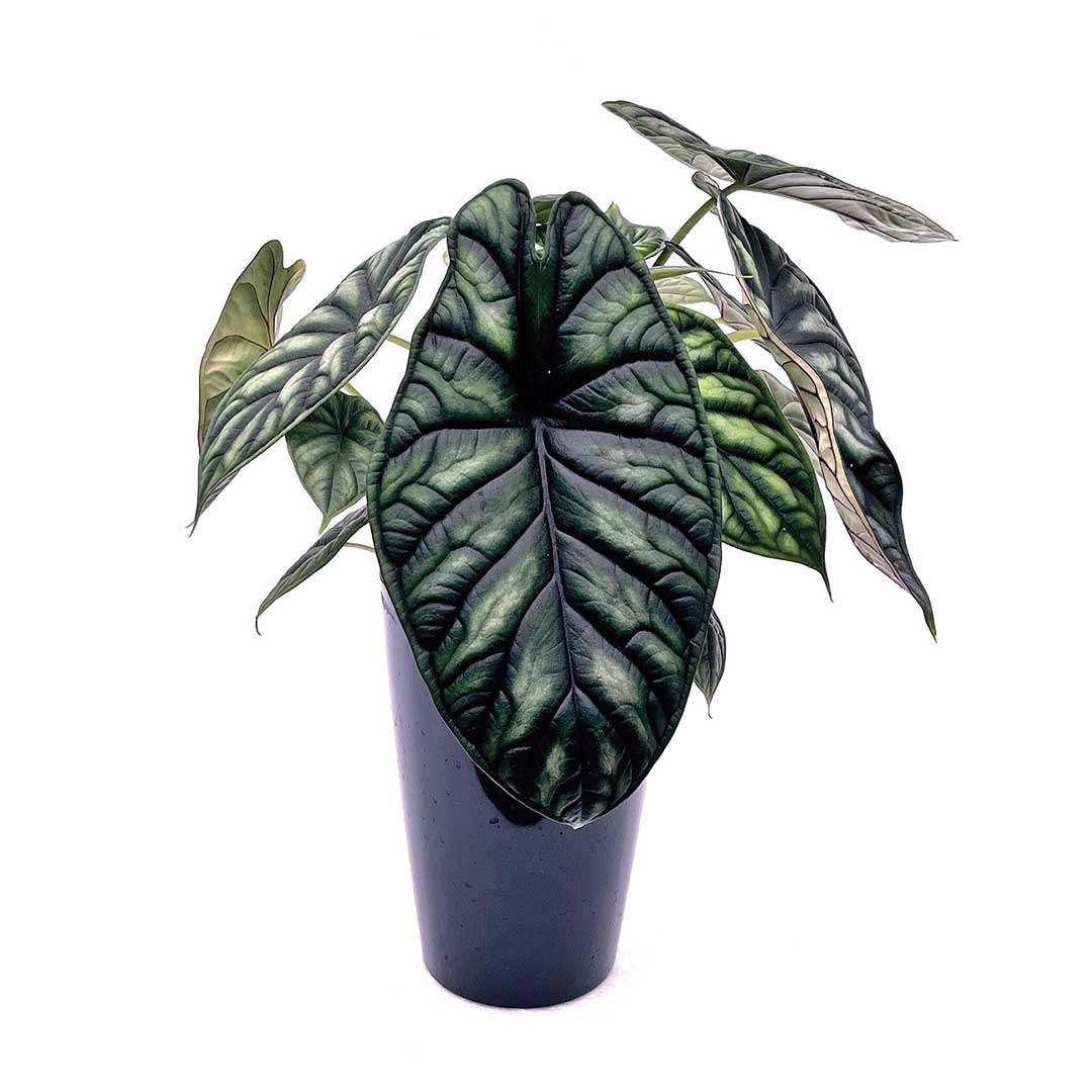 alocasia-baginda-dragon-scale