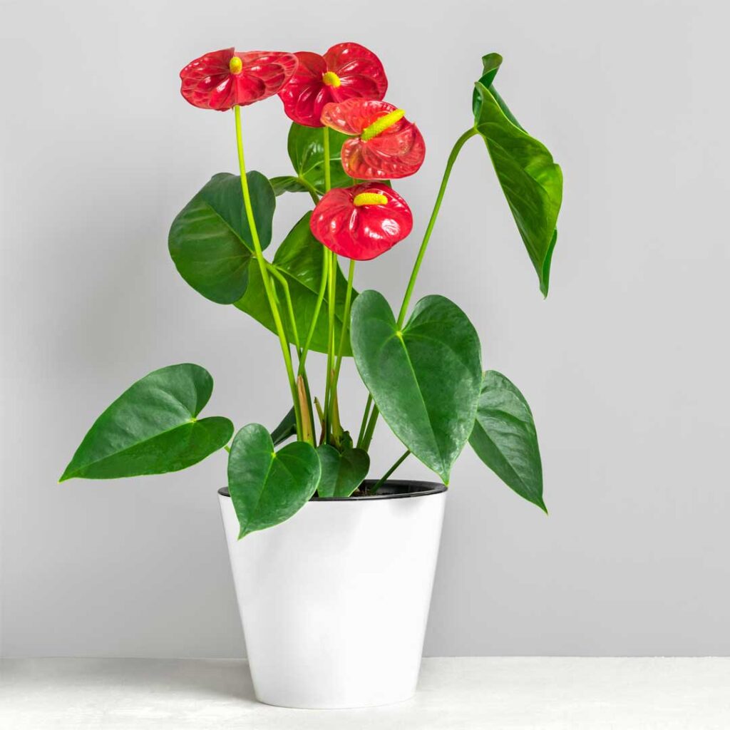 anthurium-pot-blanc