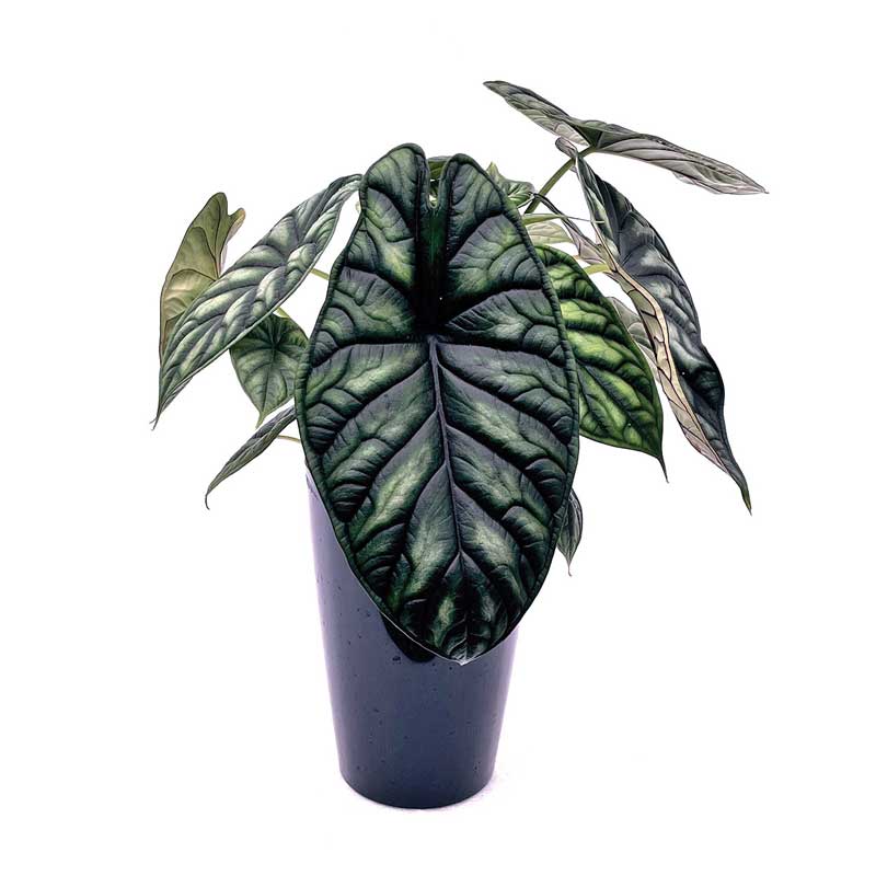deco-style-alocasia-baginda-dragon-scale