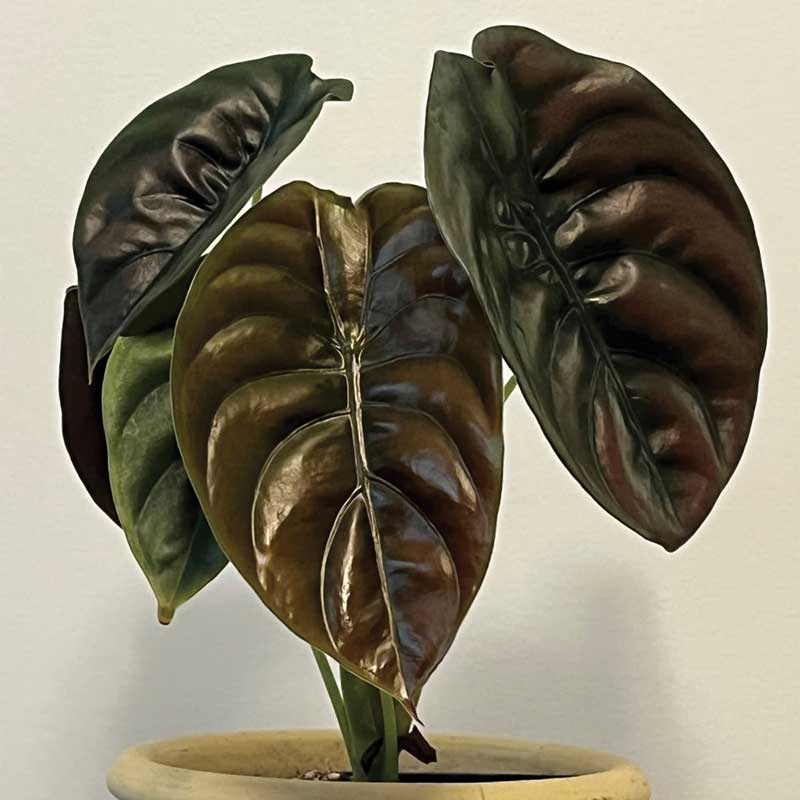 deco-style-alocasia-cuprea
