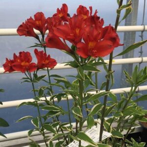 deco-style-alstroemeria-jump-jive