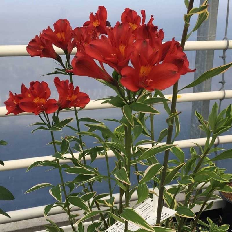 deco-style-alstroemeria-jump-jive