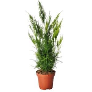 deco-style-asparagus-pyramidalis