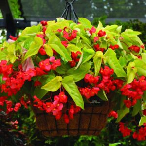 deco-style-begonia-canary-wings