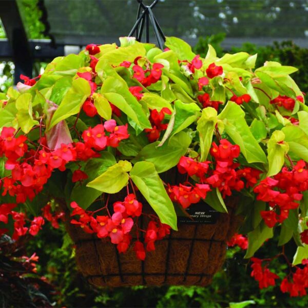 deco-style-begonia-canary-wings