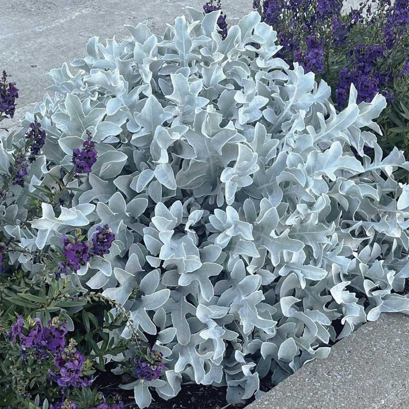 deco-style-centaurea-mercury