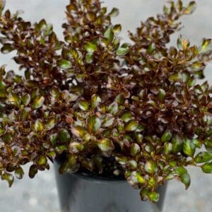 deco-style-coprosma-sahara-jewel