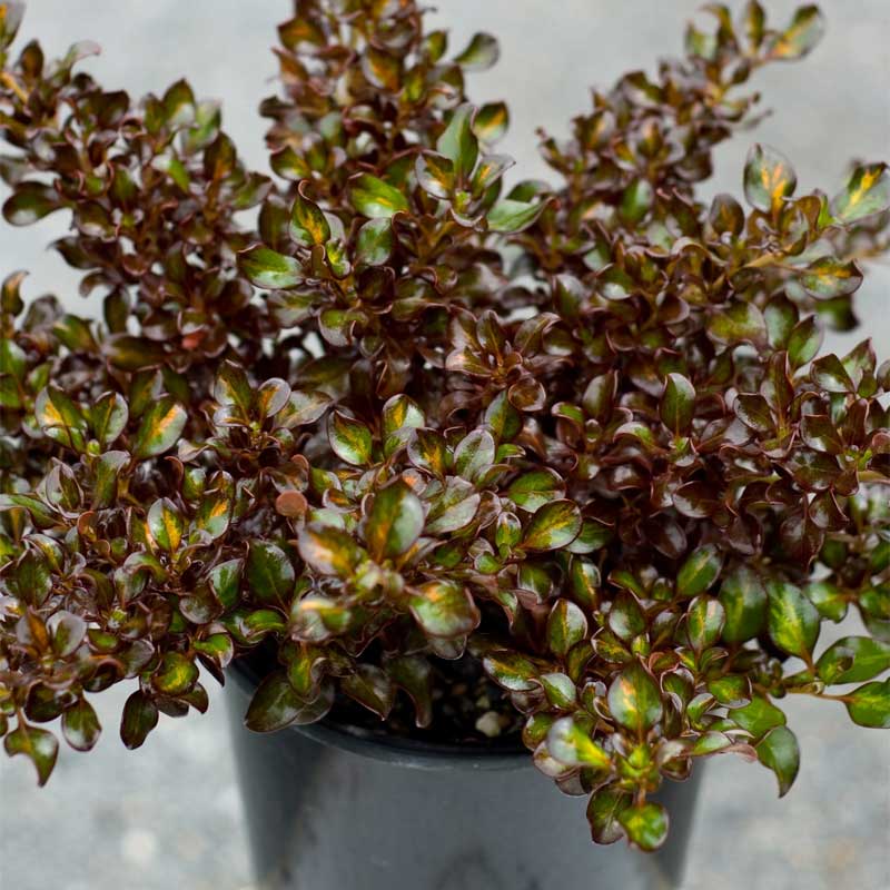 deco-style-coprosma-sahara-jewel