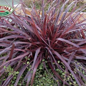deco-style-cordyline-festival-burgundy